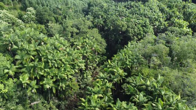 30 sec jungle flight over a Hanali Stream in Hawaii Big Island river cinematic