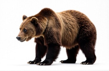 Obraz premium brown bear on a white background
