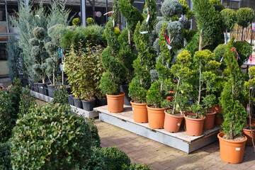 A group of evergreen ornamental buxus shrubs in orange pots trimmed into various shapes in a garden centre waiting to be sold