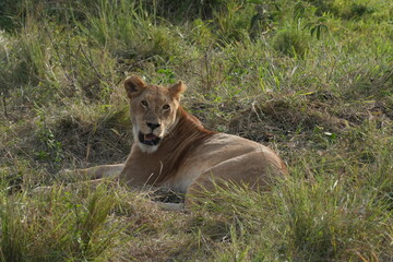 A female lion rests gracefully on the vast savanna of Maasai Mara, Kenya, exuding a sense of calm and quiet strength. 