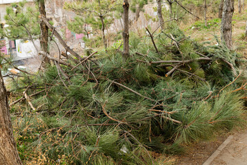 felled branches on the ground