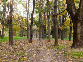 walkway between trees in a park