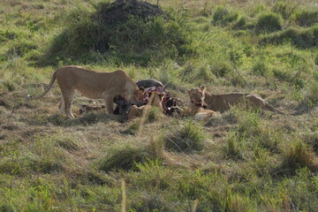 A pride of lions gather around the carcass of a buffalo and have  the buffalo feast on the vast savanna of Maasai Mara, Kenya