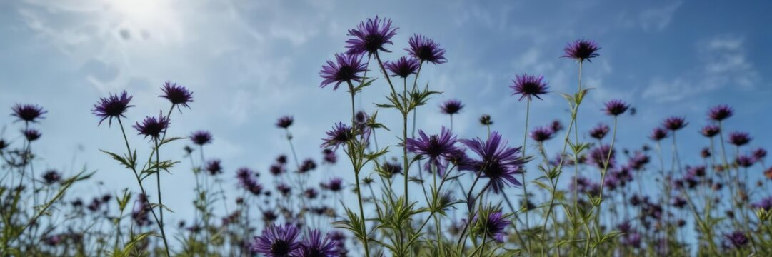 Black cumin sativa flowers in full bloom against a bright blue sky, floral arrangement, sunny day