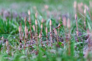 春の野原に生えるツクシ