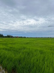Fototapeta premium Green paddy field