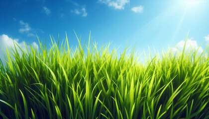 Fototapeta premium bermuda grass patch under blue sky for outdoor landscaping and natural lawn care design ideas