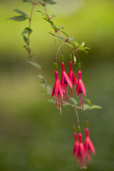 twig with scarlet fuchsia flowers upright, close-up of pink fuchsia vertical, beautiful blossoms of a scarlet flower, pollen and petals of a pink flower, soft green background