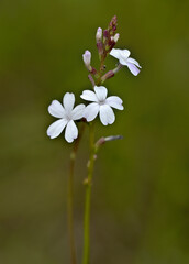 American bluehearts, Buchnera americana, features dainty flowers ranging in color from white to sky blue. Blurred background.