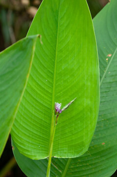 A close-up photo of the large green arrow-shaped leaf and small lavender flower of the Bent Alligator Flag, Thalia geniculata.