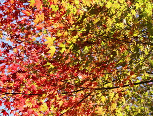 Close up of red, yellow and green leaves of Acer Palmatum, Japanese Maple tree in autumn forest. Trees with colourful and bright foliage in fall background.