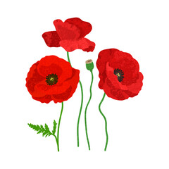 Fototapeta premium Vector Colorful Illustration of Red Poppies Flowers Isolated on White Background