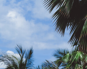 Close-up of lush palm leaves against a bright blue sky with scattered clouds
