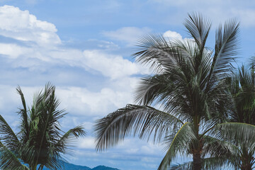 Lush green palm trees sway gently against a backdrop of a bright blue sky with soft white clouds