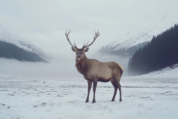 Beautiful winter landscape with deer in a snow-covered forest in the background.