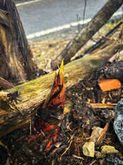 Banana shoots growing under fallen banana stems
