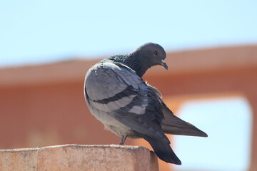 Gray Pigeon sitting on Roof Top Close Up