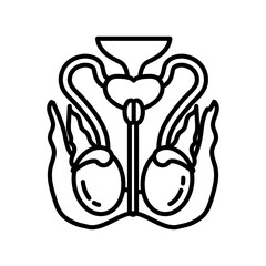 Testicle Nerve Outline Icon, Vector illustration