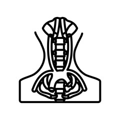 Vasculature Of Pelvis Outline Icon, Vector illustration