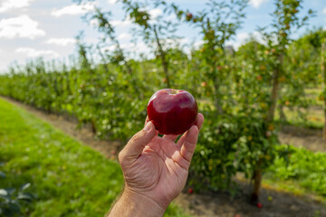 Apple trees with ripe red apples in the garden. Natural red apples on branches of trees. Autumn apple orchard. Red juicy apples in apple orchard.