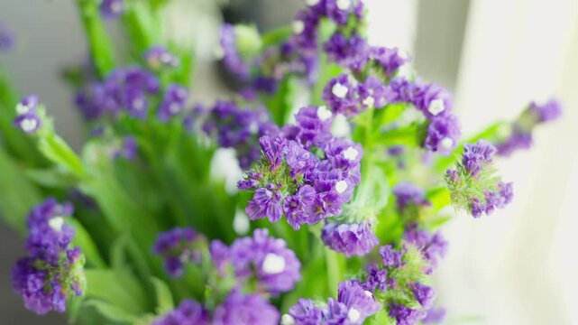 Purple flowers swaying gently. Sea lavender, kermek flower or Limonium. Close-up of beautiful flowers. 4K, UHD