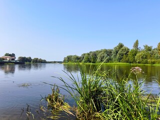 A beautiful river surrounded by trees and greenery. A river surrounded by vegetation in summer