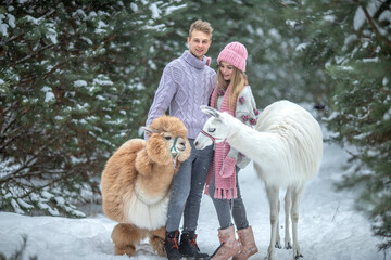 Young couple in love in winter clothes standing in snowy pine forest and having fun with llama and alpaca, valentine's day and newlyweds. Date in the forest © Светлана 