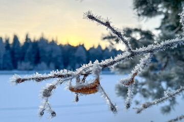 Beautiful sunset in the winter forest. Tree branches covered with frost in winter. Evergreen trees in snow