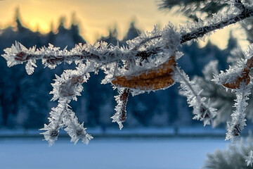 Obraz premium Beautiful sunset in the winter forest. Tree branches covered with frost in winter. Evergreen trees in snow