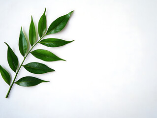 Fototapeta premium Vibrant Green Leaf Branch on White Background