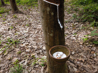A close-up of a rubber tree with latex flowing into a small clay cup in a tropical plantation, surrounded by dry leaves and lush greenery