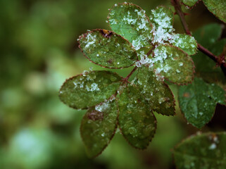 雪が降り始めた12月のノイバラの葉