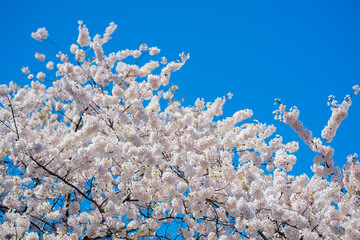 White cherry blossom over sky background. Blossom flowers of cherrytree. Spring background of blossom trees for advertising. Spring nature background. Blossom white flower floral background.