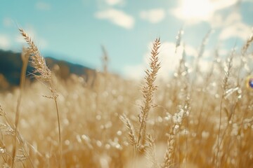 Fototapeta premium Close-up of golden wheat field under sunny sky.