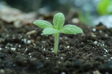 Naklejka premium Seedling sprouts in rich soil, garden background, new life growth.