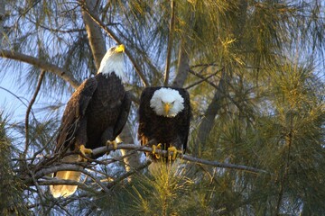 bald eagles in   the nest