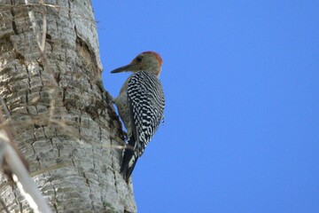 woodpecker on a tree