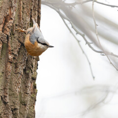 nuthatch