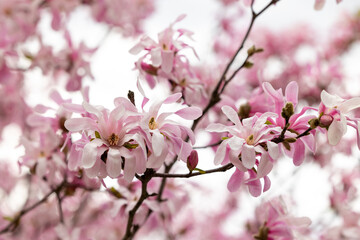 Branch of blooming magnolia tree with pink flowers
