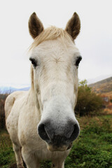 Obraz premium Chevaux en montagne 2