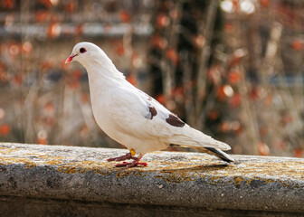 Pigeon en ville 3