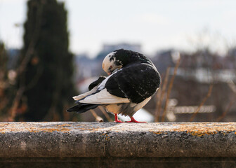 Pigeon en ville 1