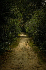 Fototapeta premium Chemin en foret 