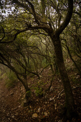 Foret en montagne dans le brouillard 1