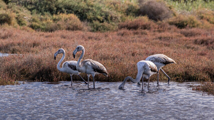 Flamand rose 12