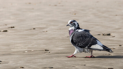 Pigeon au bord de la mer