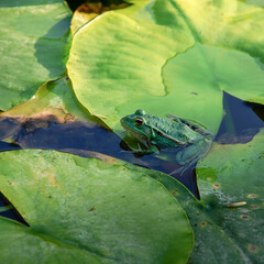 Grenouille dans nénuphar 6