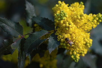Fleurs jaune butiné par une abeille 1 