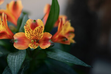 Fleur orange et jaune