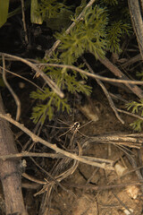 Araignée dans hautes herbes  1
